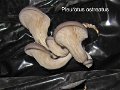 Pleurotus ostreatus-amf1471-(culture)